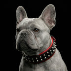 Obojek „Rocky“