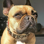 Obojek „Rocky“